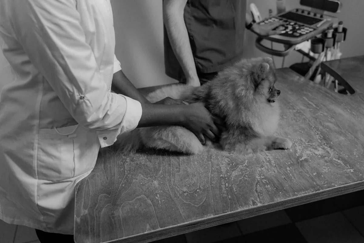 Ambulatorio veterinario con un cane sul tavolo da visita e la scheda accanto